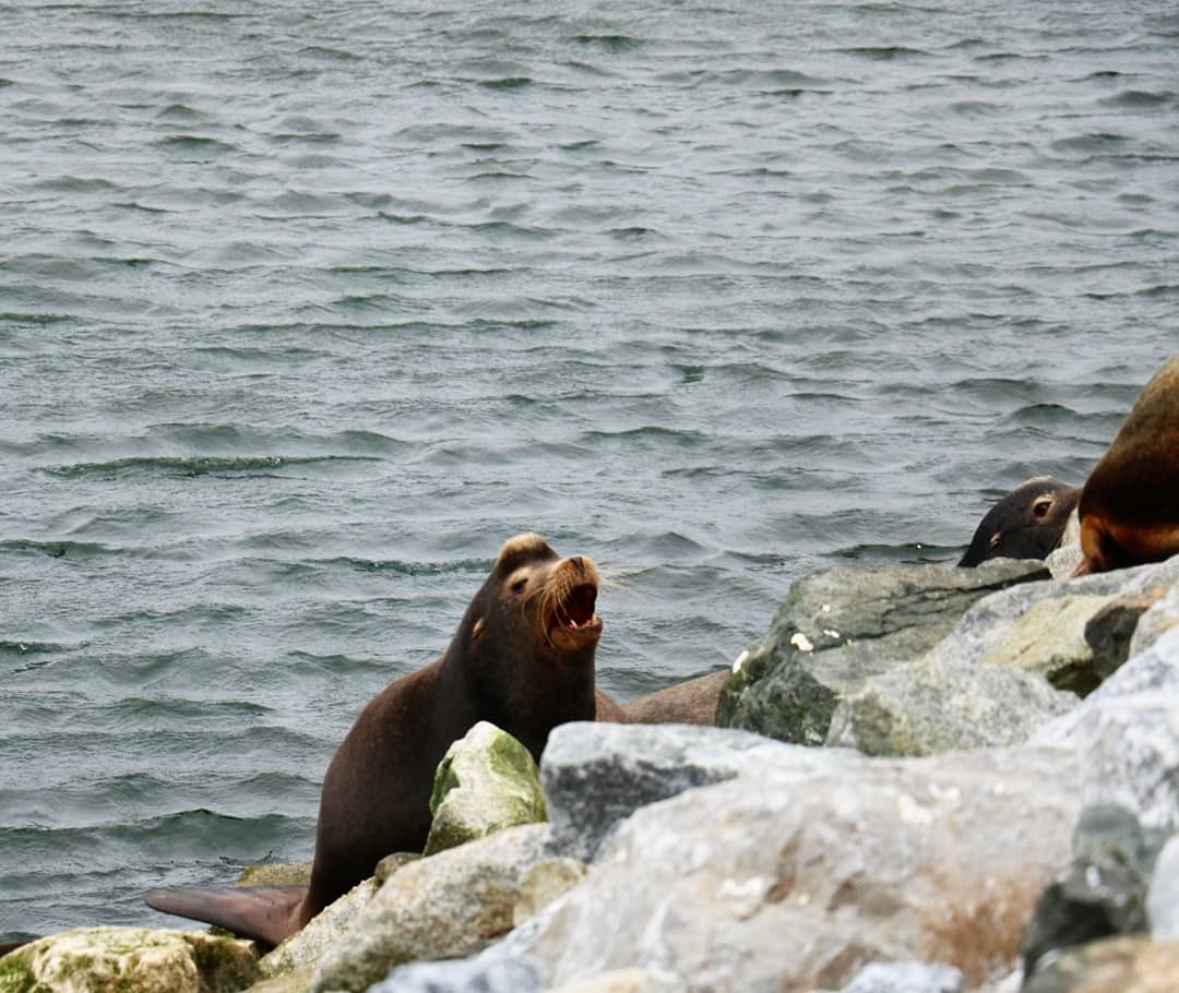 sealions on the shirt