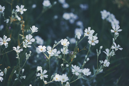 white flower | Tumblr
