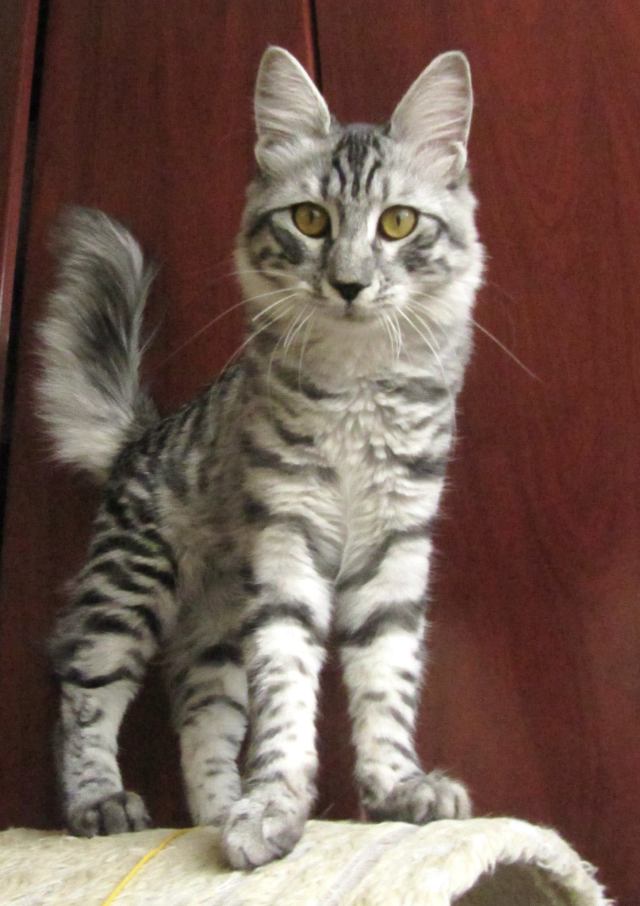 mackeral tabby cat