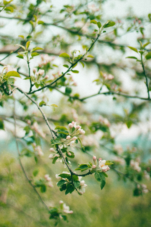 rabbitinthemeadow:Giddy with the sweetness of spring // Part 1