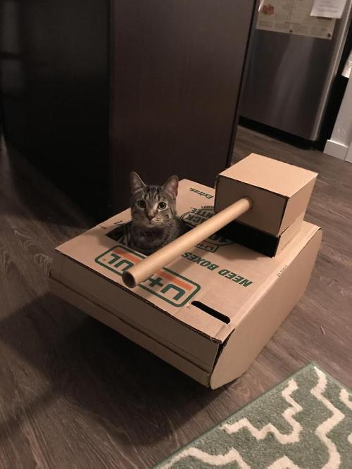 cutefunnybabyanimals:I’m cat sitting. Cats need tanks. He...