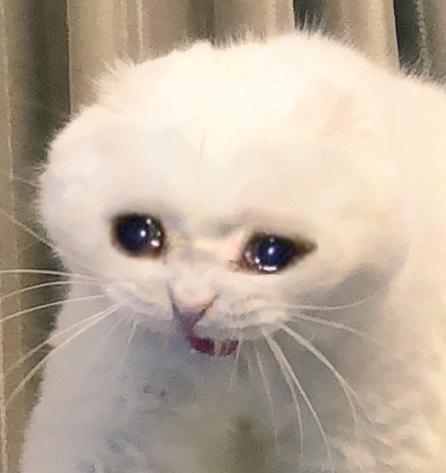 crying cat on Tumblr