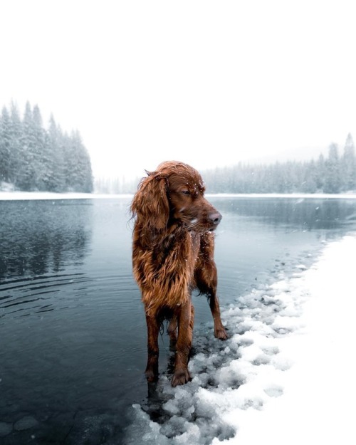 escapekit:Meet Troja: The Irish Setter Photographer George...