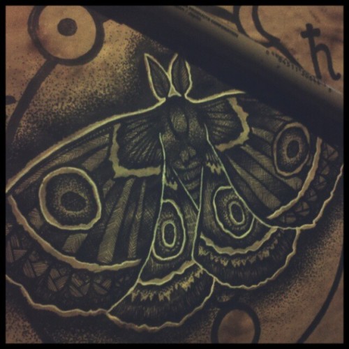 moth art moths inkwork penwork