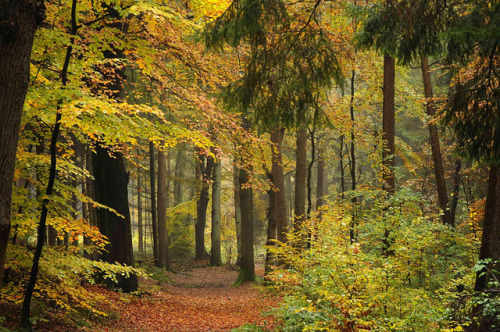 90377:Die Buchenhand - Herbst im Baccumer Wald; Lingen by...