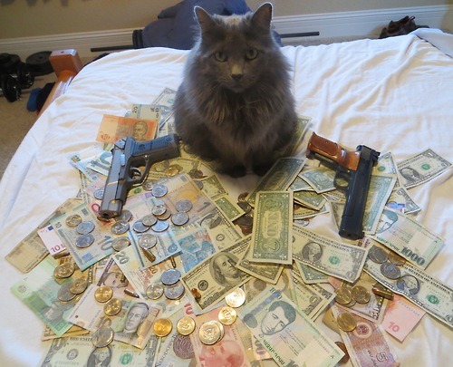 gifsboom:Cats with money.Crabs with cigarettes