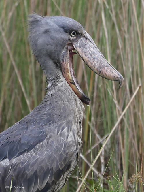 shoebill stork sounds