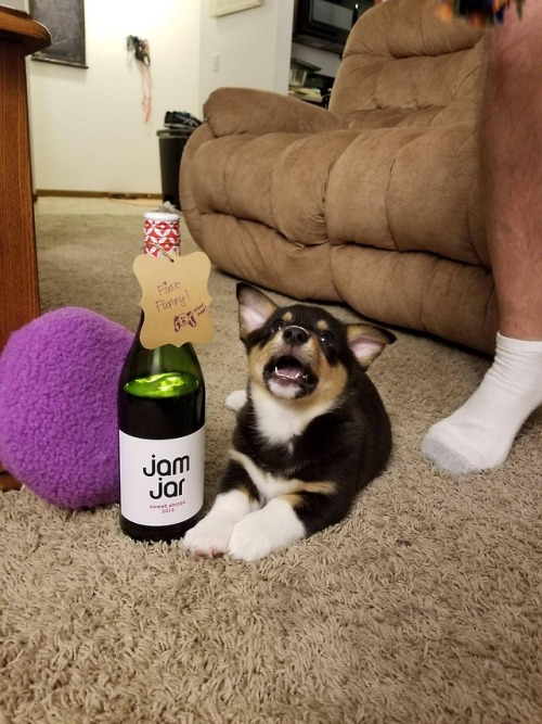 corgikistan:Winston apparently got into the celebratory “first...