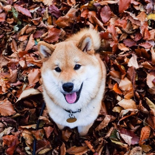 @goodnesstruthandbeauty fall sheeb!!!