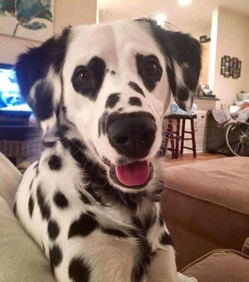 babyanimalgifs:Hi can I have your attention:This dog has heart...