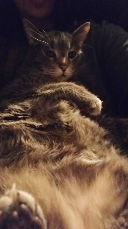 mangocatart