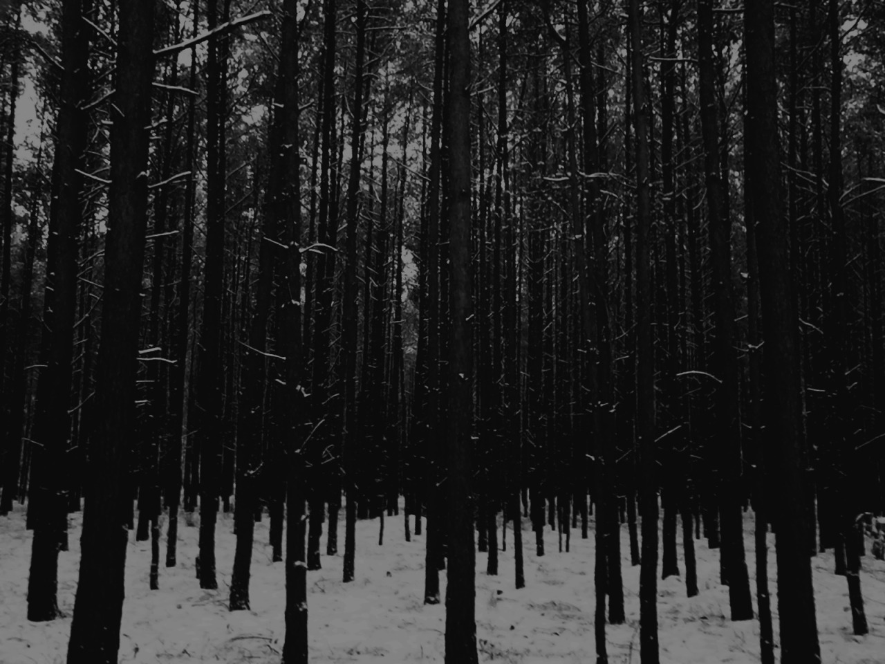 Черный лес 2. Atmospheric Black Metal лес. Depressive Black Metal Forest. Норвежский лес Блэк метал.