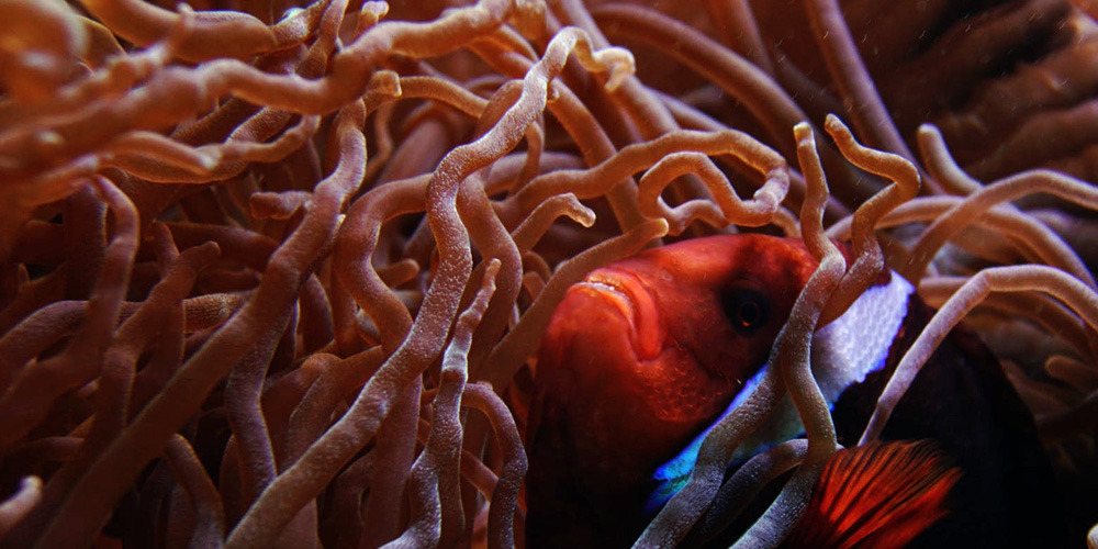 Mercan resiflerinin alt kısımlarında yaşayan kriptobentik balıklar, mercan resiflerindeki diğer canlıların besin ihtiyacını karşılıyor.