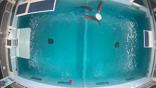 clearwater marine aquarium webcams