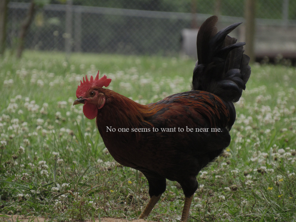 chickenmuse — No one seems to want to be near me. (ft. Chilis)