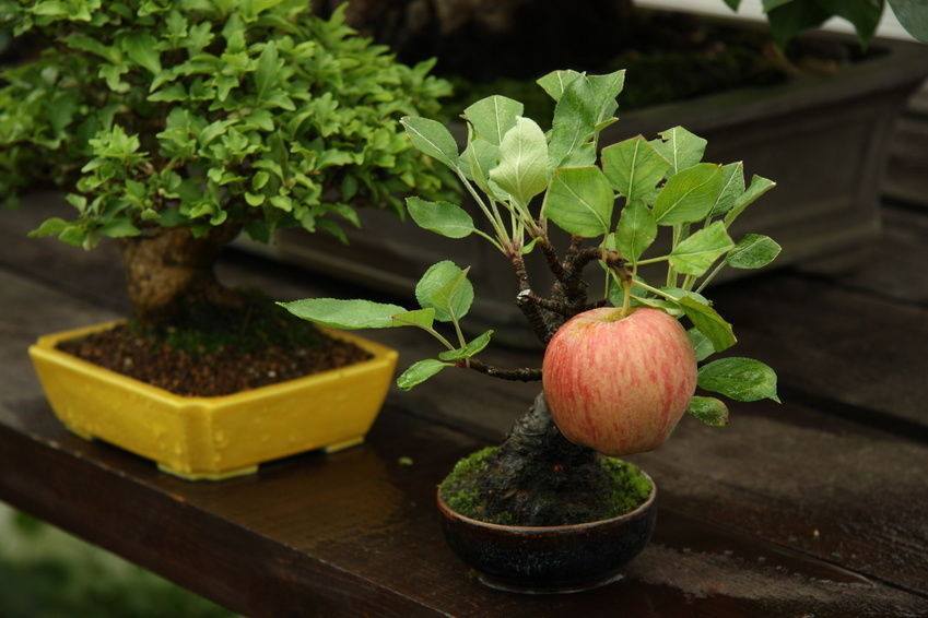 korrigu:
“ aprillikesthings:
“ kearunning:
“ coolthingoftheday:
“  Bonsai apple tree growing a full-sized apple.
”
A perfect balance of extremely impressive and completely ridiculous.
”
Apple trees are DETERMINED. My parents planted a twig of an...