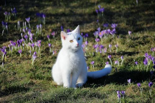 bringmecatsposts