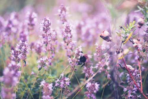 rabbitinthemeadow:A sweetness bewitching