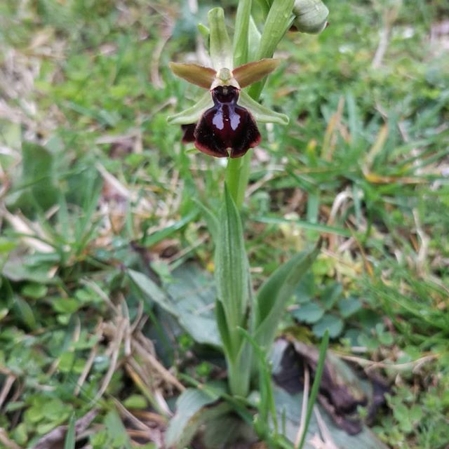 Ophrys passionis. Imatge de Xavier Béjar