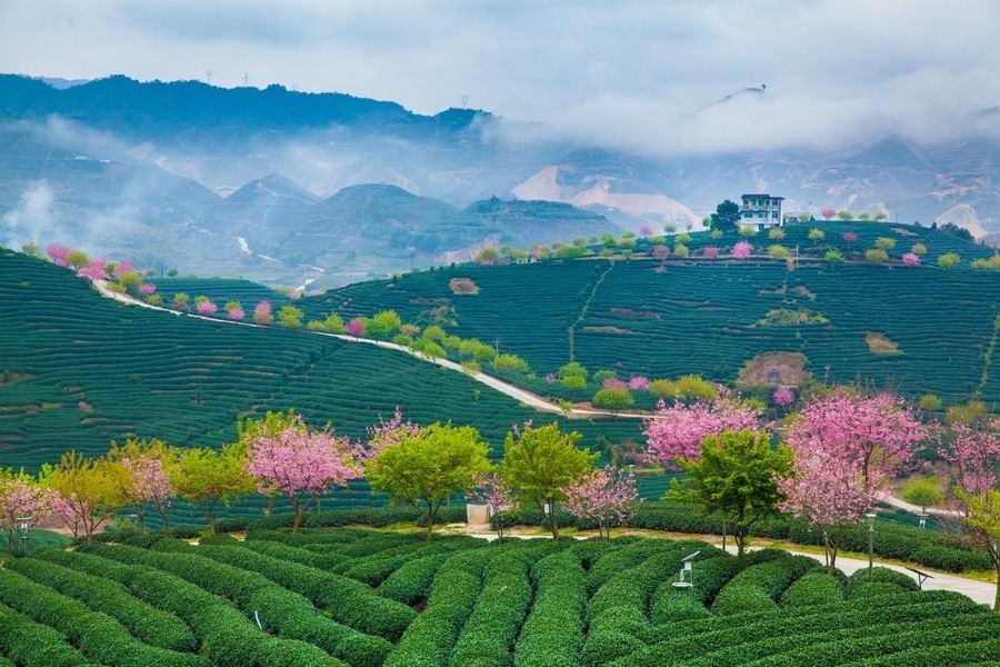 fuckyeahchinesegarden: tea plantation in china | A fragment of a wish