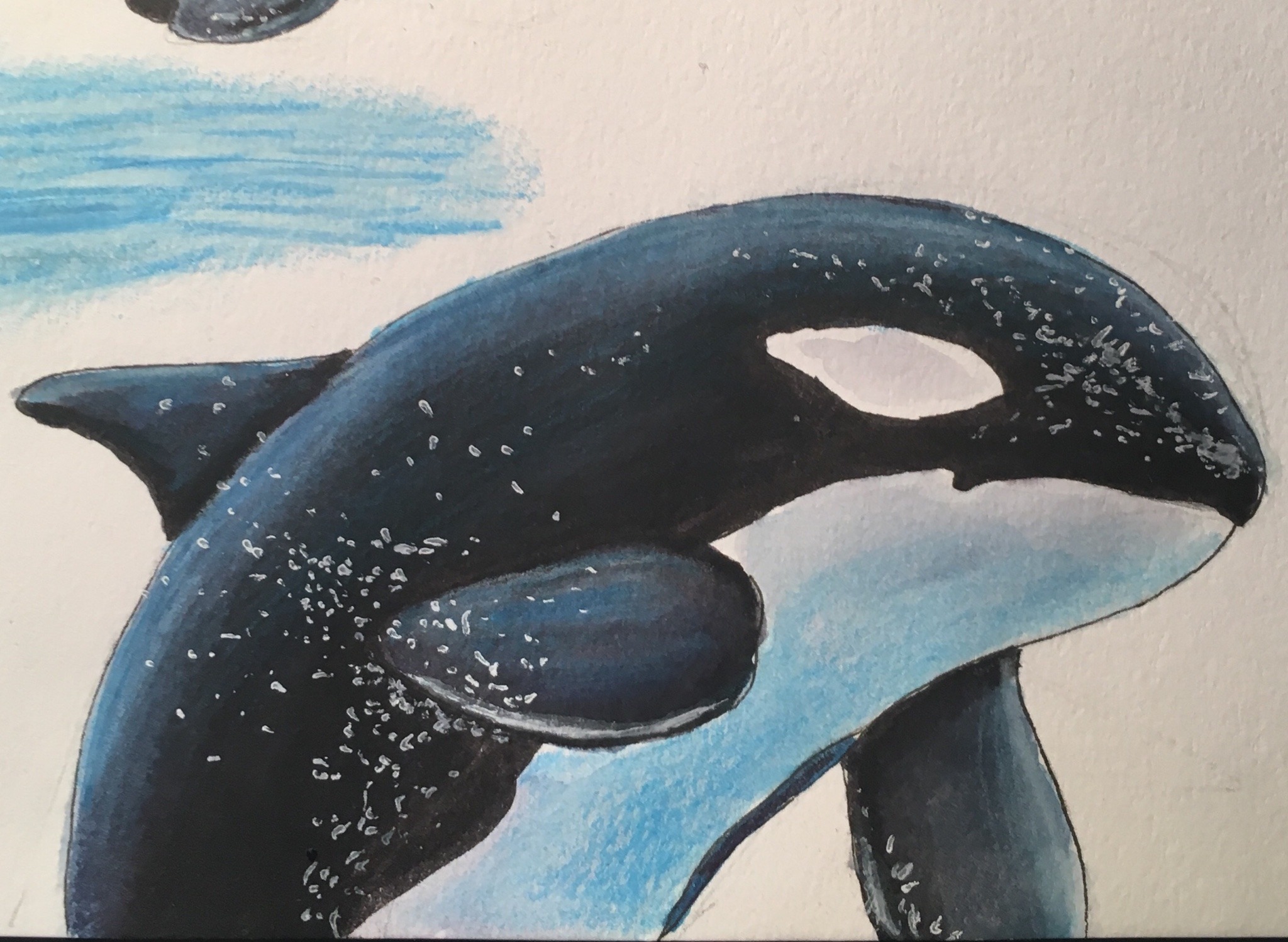 Get Back Up Again — Finished some orca drawings ️