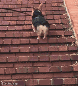 4gifs:
“Stairs perfectly sized for corgi-hopping. [video]
”