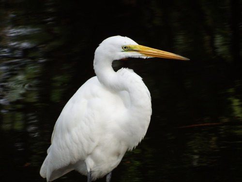 Great egret at McGough Park.