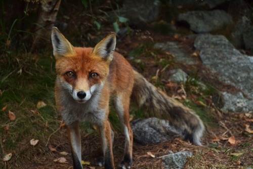 foxes red | Tumblr