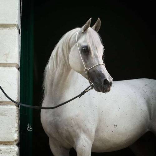 toknow-thearabian:HeklaPrimo x HarpiaPhoto by Stuart Vesty