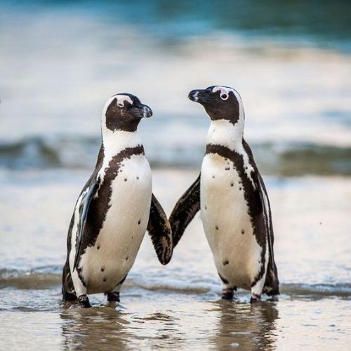 birdblogwhichisforbirds:penguins are GOOD