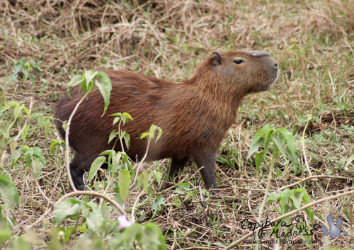 Capybara Photo-of-the-day