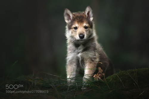 thebestinphotography:Wolfcub