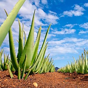 Aloe Vera Pflanzen