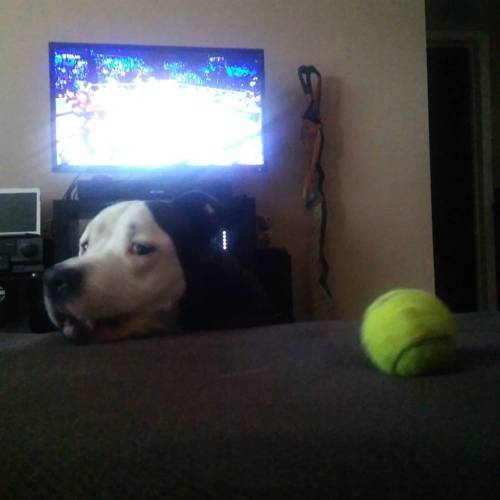 Sooooo dad…Wanna play with the ball!!! #pitbull...