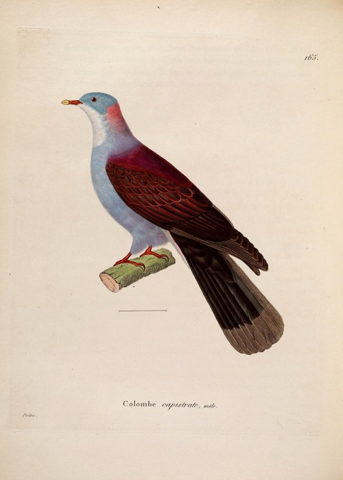 wapiti3:New collection of plates of colored birds: to serve on...