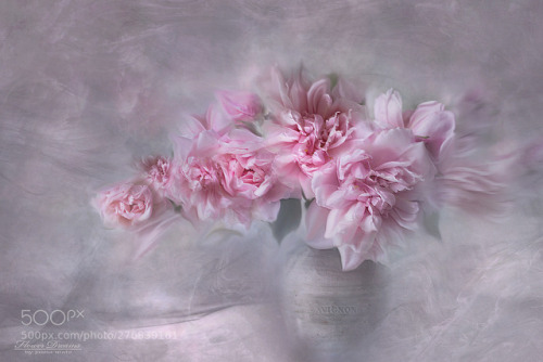 thebestinphotography:~ Roses Symphony ~