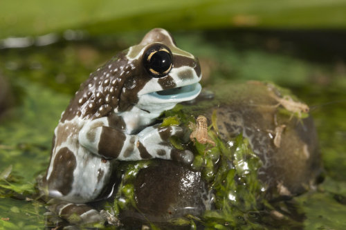 sixpenceee:The Amazon milk frog  is a large species of...