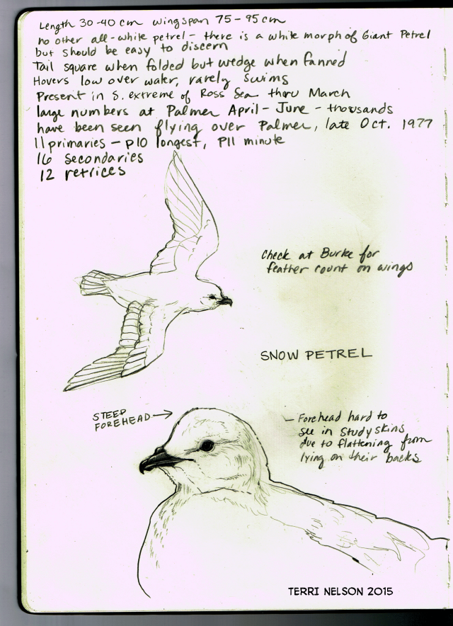 zoology-sketches-and-photos-snow-petrels-pagodroma-nivea-nivea-by