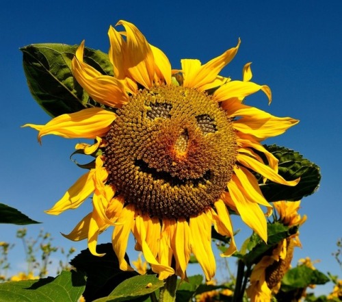 smiley faces smiley face flowers flower sunflower sunflowers