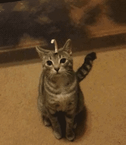Image result for animal gif