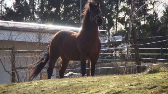 CAV Rassen die Leser reiten Leserfotos Anja Bruns