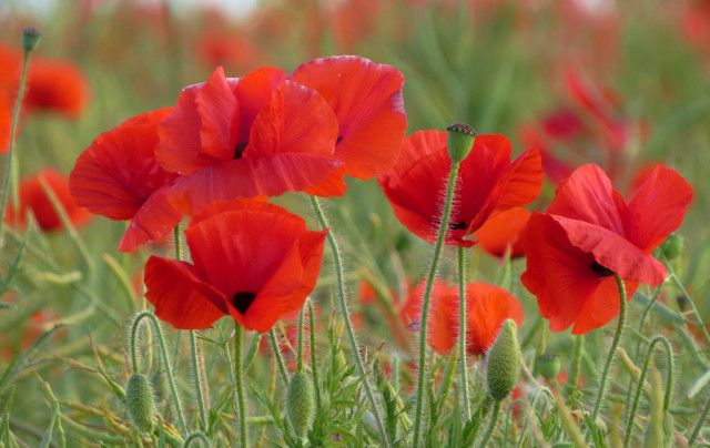 The Common Thread | wanderthewood: Poppy field - Sussex, England by...