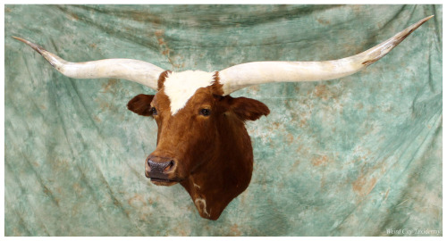 weirdcitytaxidermy