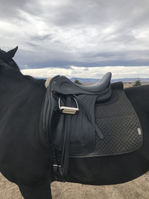 staccatodressage:Man I love this saddle 