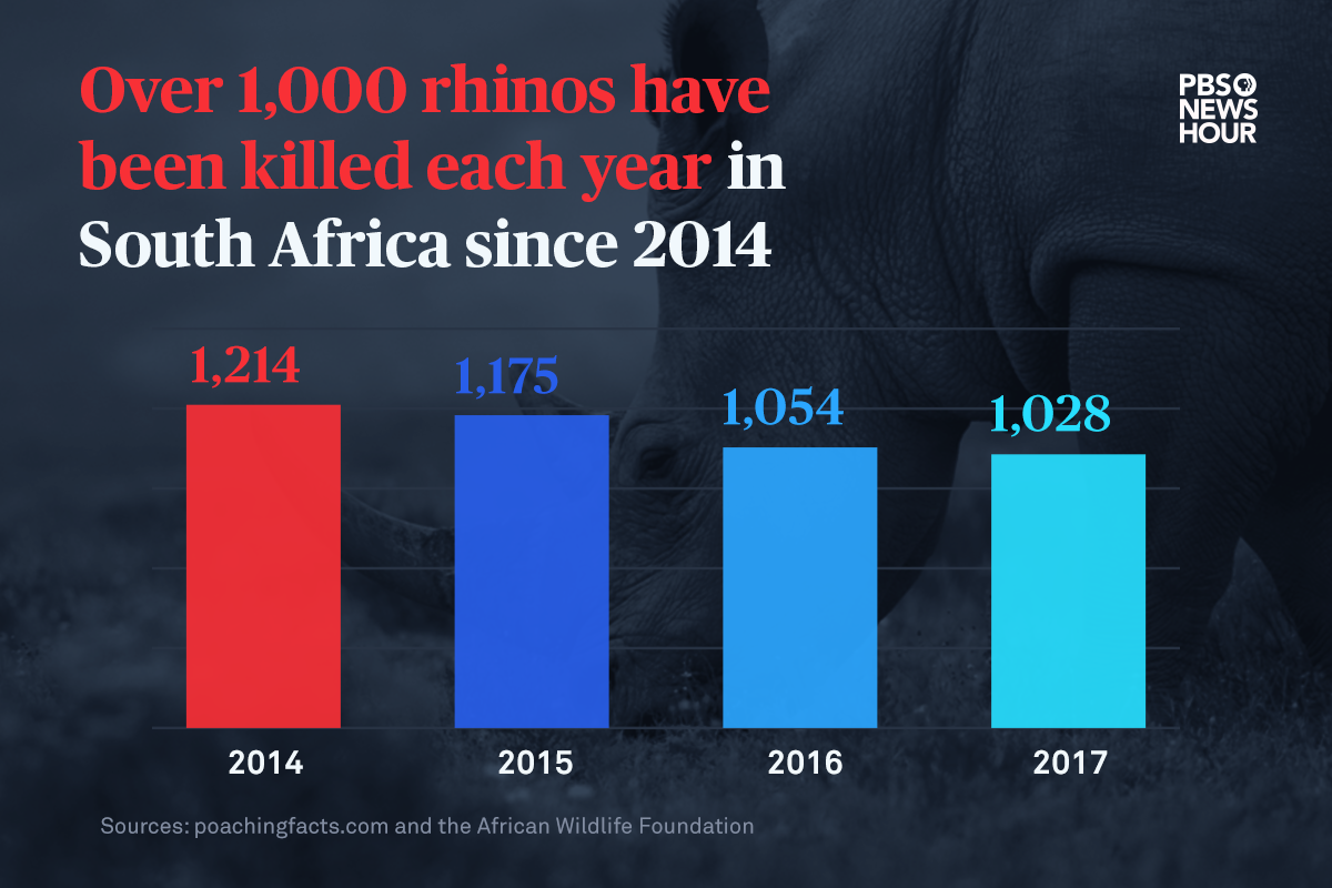 according to cites data poachers didn t target rhinos as much in south africa or other southern nations until 2008 when demand for - poaching instagram followers