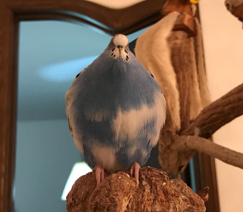 budgie on Tumblr