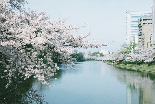 chi–ca:福岡城跡舞鶴公園 さくら模様