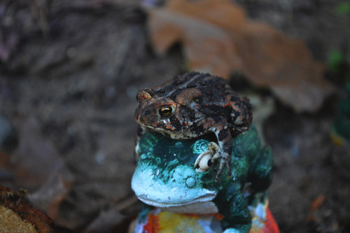 megarah-moon:My newest toad friend stayed perfectly still for...