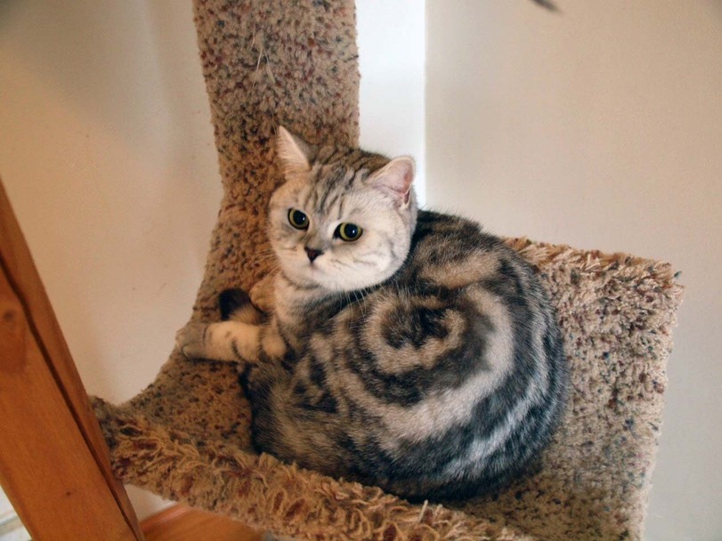 rispostesenzadomanda:
“ hitmewithcute:
“Cinnamon Roll Cat
”
Wormhole cat is ready for time travel
”