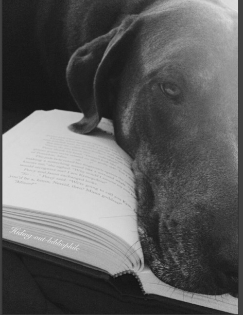 hiding-out-bibliophile